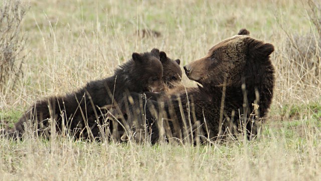 Sow grizzly nursing cubs