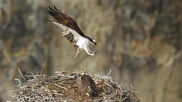 An osprey comes in for a landing on a nest, where its mate tends the nest.
