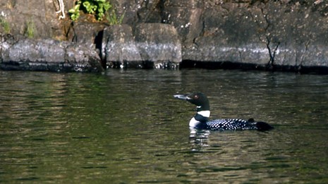 A loon swimming on a lake.