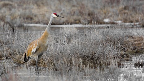 A sandhill crane walking through a marshy landscape.