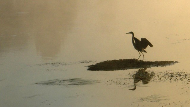 A great blue heron preparing to take flight in the early morning along the Yellowstone River