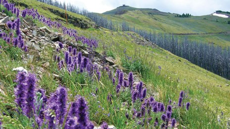 A view of Mount Washburn with purple flowers in the foreground and a snow patch off in the distance