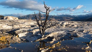 A dead tree reflects clearly on the runoff held by the Upper Mammoth Terraces 