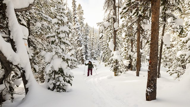 A cross country skier in a dense tunnel of trees.