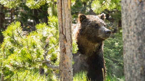 A grizzly bear in a meadow near Swan Lake