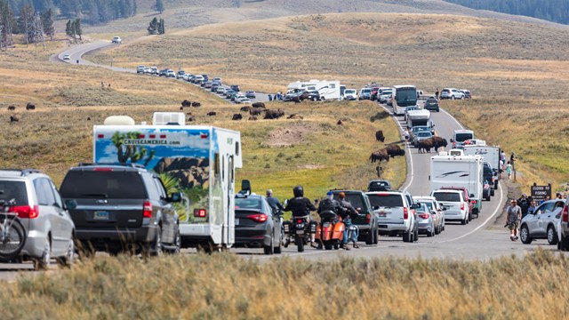Visitor traffic stretches around a bison jam on the Grand Loop Road in Hayden Valley.