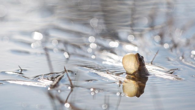 A male boreal chorus frog's vocal sac expands as it calls for a potential mate