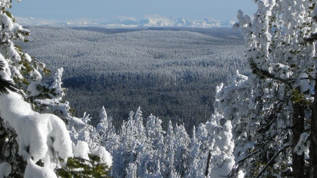 View from a hilltop looking out across a snowy forest.