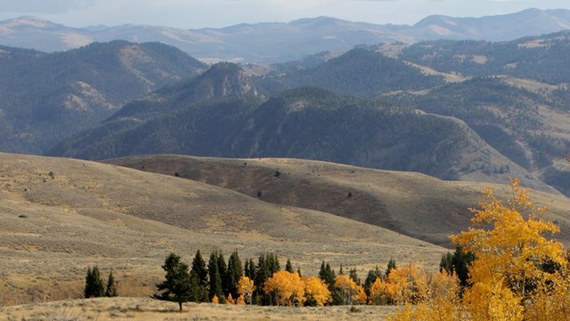 Trees with yellow leaves and shorter vegetation along an open slope surrounded by mountains