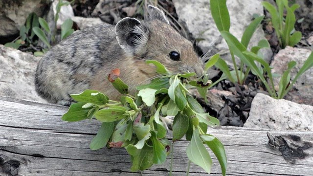 A pika with leafy matter hanging out of mouth