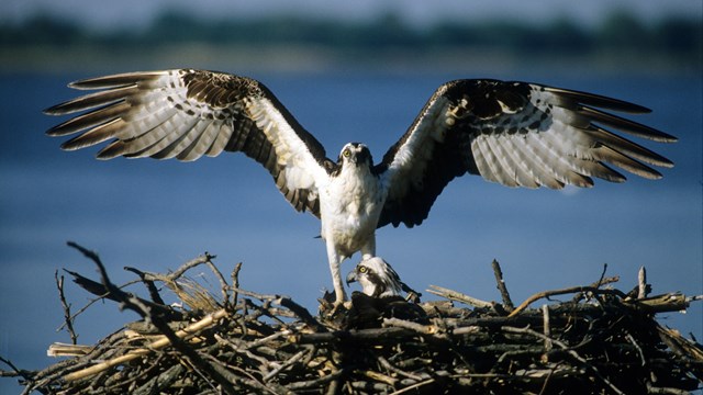 List of bird of prey species recorded at the wetlands.