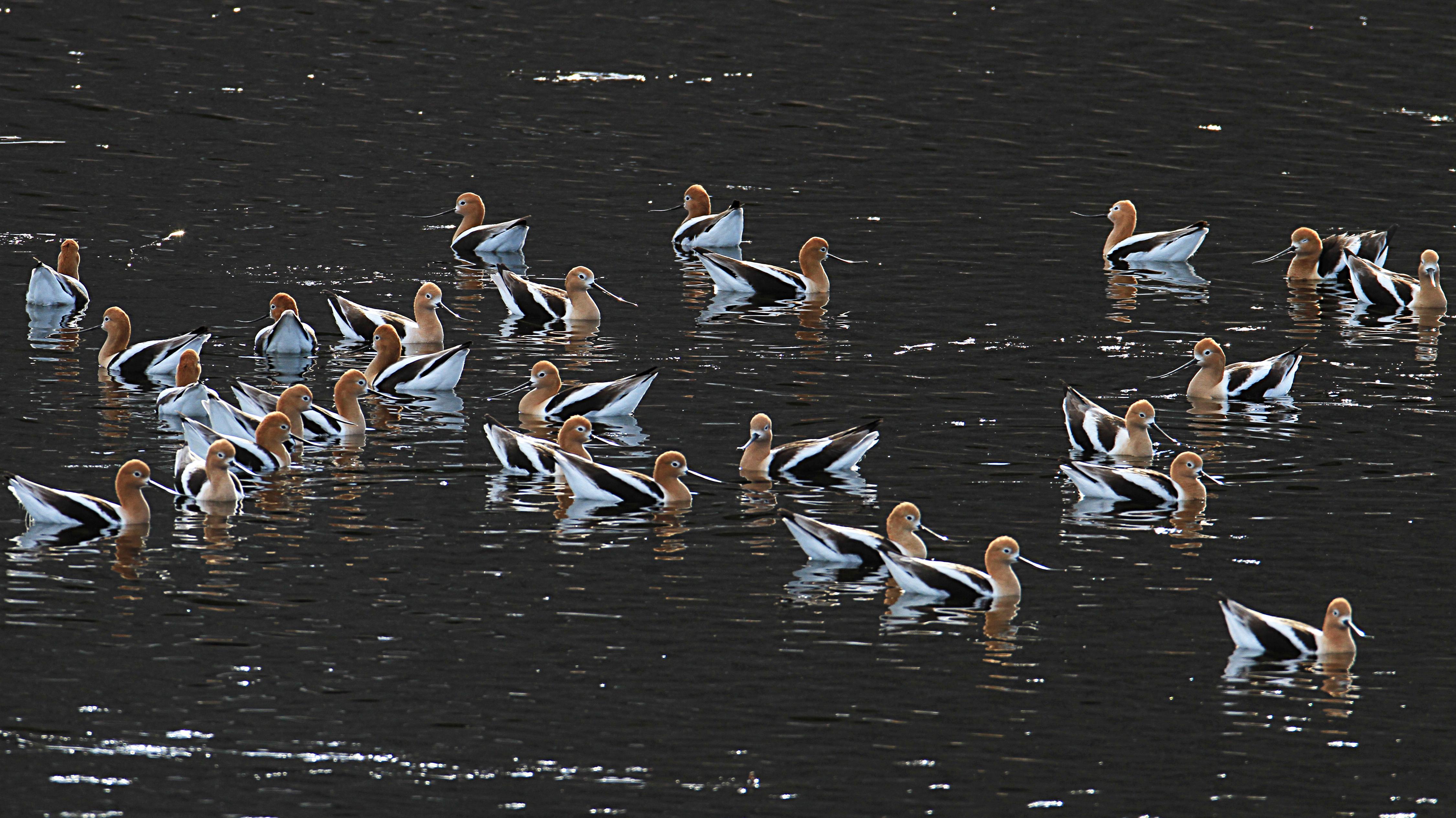 Birds - Yellowstone National Park (U.S. National Park Service)