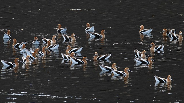 A flock of American avocets floating on a lake.