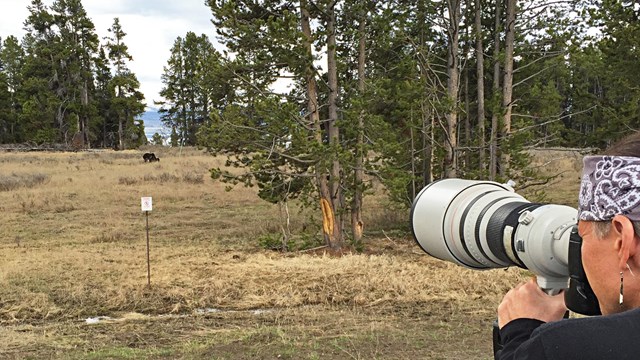 A person looks through a camera with a large zoom lens at a bear in the distance