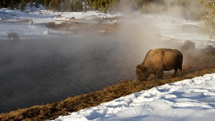 Bison at Terrace Spring