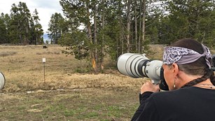 Person using telephoto lens to photograph a grizzly from a safe distance