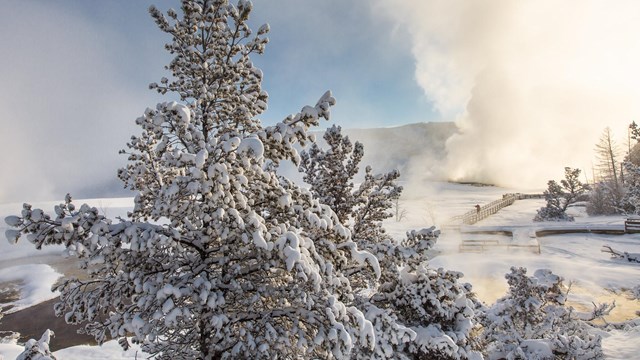 A snow-covered evergreen tree sits in the foreground of visitors on a wooden boardwalk amongst steam