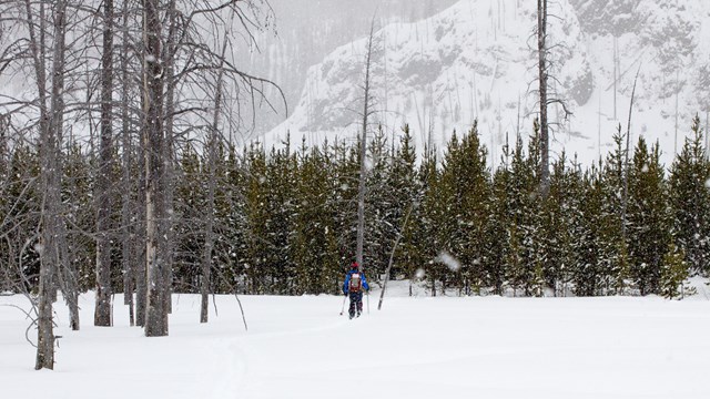 A skier moves through deep snow towards a line of evergreen trees as heavy snow falls around them.