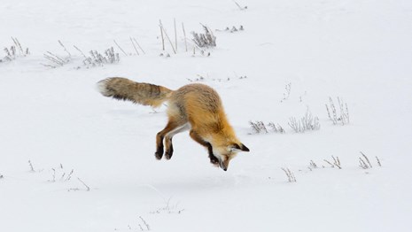 A fox jumps in the air with its nose pointed down towards the ground, which is blanketed in snow.