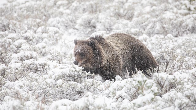 A large brown grizzly bear trudges through a frozen meadow filled with snow.