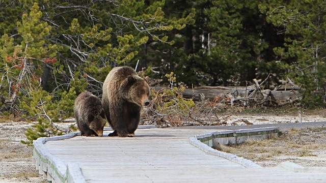 Photo of a grizzly bear and cub on a boardwalk at Old Faithful