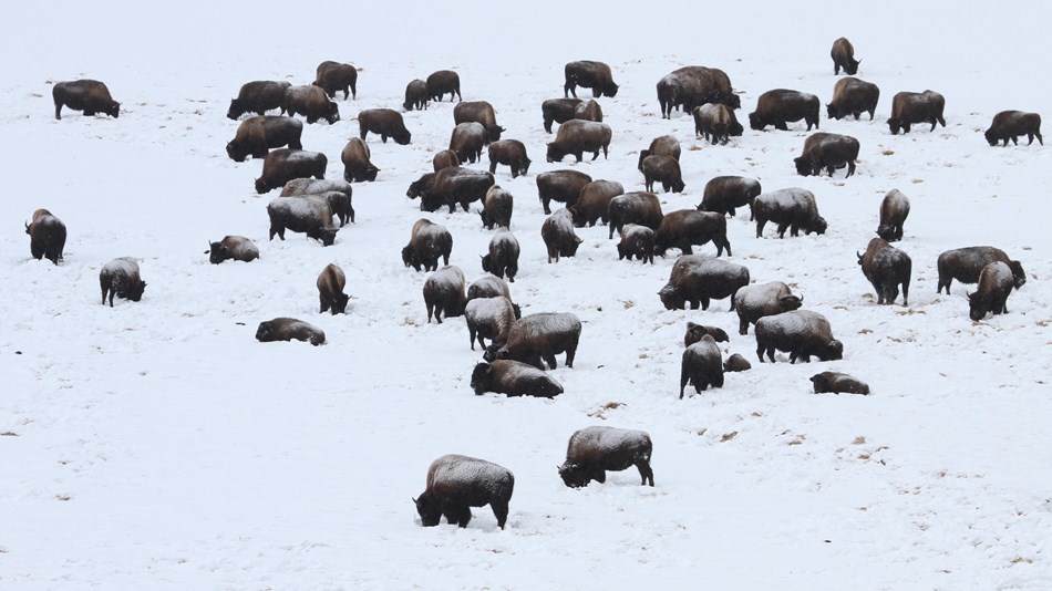 A herd of bison grazing through a snowy hillside.