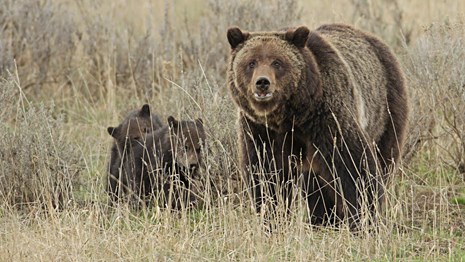 A large grizzly bear stands in tall brown grass with her two cubs.