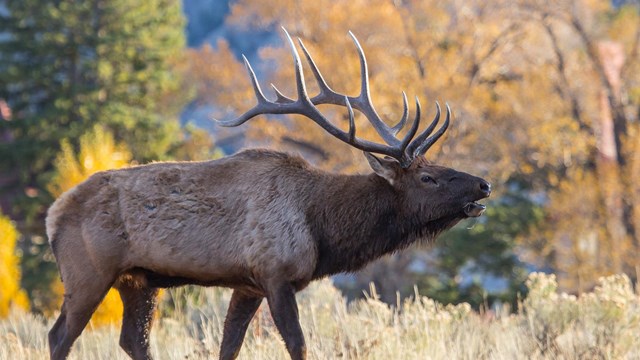 Bull elk bugling in Mammoth Hot Springs