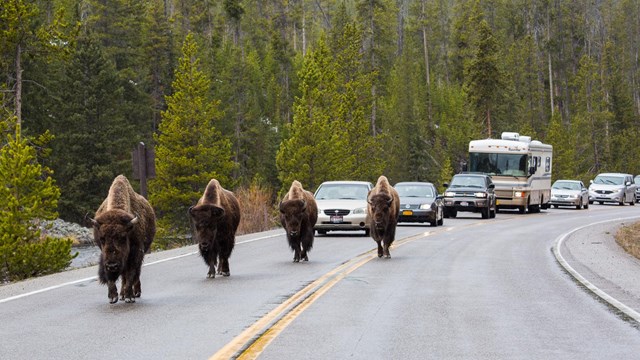 Photo of bison in road