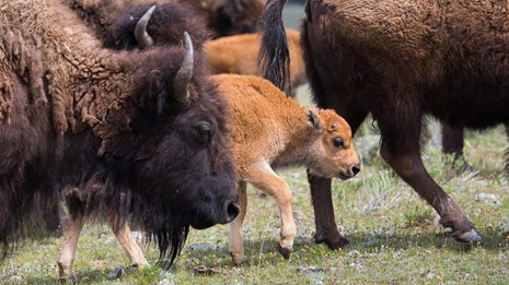 Bison cows and calves walking through Lamar Valley