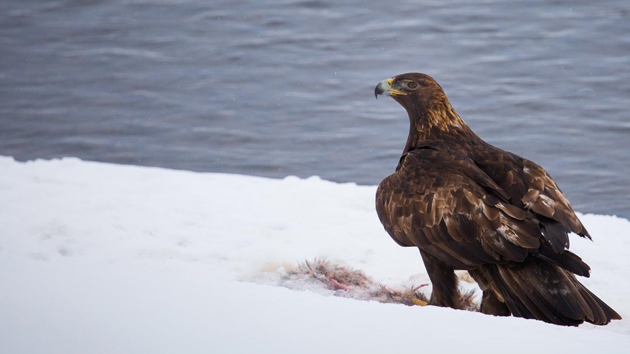 A large dark bird stands over the remains of a carcass on a snowbank next to a body of water.