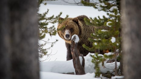A bear walking through snow in a forest