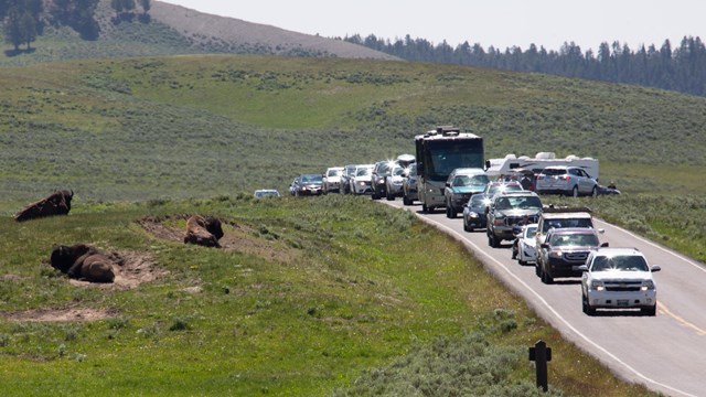 Cars, and RVs line a road winding through a valley as drivers and passengers observe bison.
