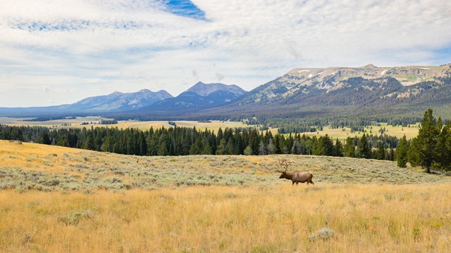 a bull elk walking through a grassy meadow with mountains in the distance