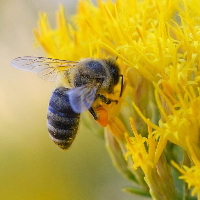 bee hovers next to a yellow flower