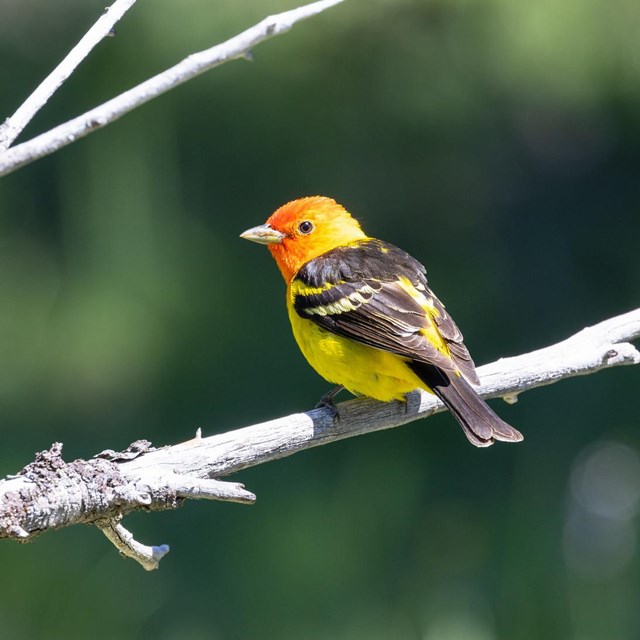 A male Western tanager perches on a tree limb