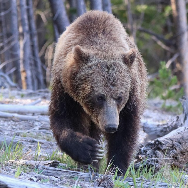 A grizzly bear walks through a wooded area