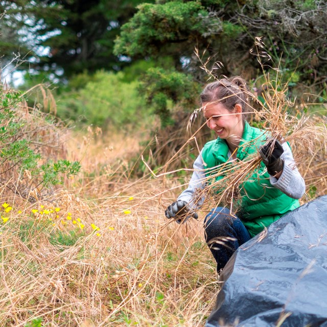 woman crouches in grassy area and puts pulled invasive species in a bag