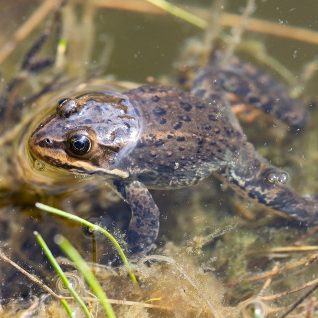 A Columbia spotted frog rests at the edge of a pond