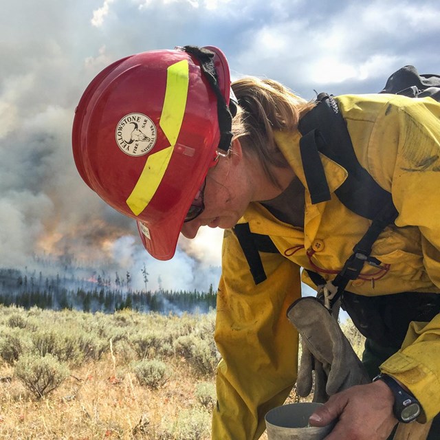 A fire effects crew member collects seeds to test plant mositure near the Maple Fire.