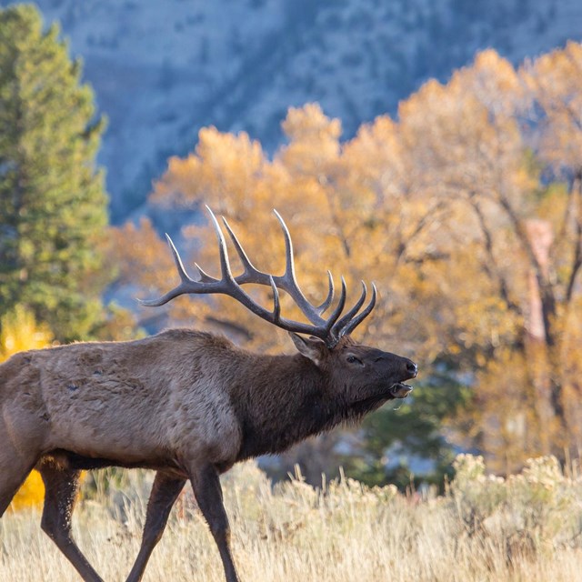 a bull elk bugling near trees with golden-colored leaves