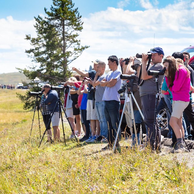 Hundreds of people watch wildlife along the road