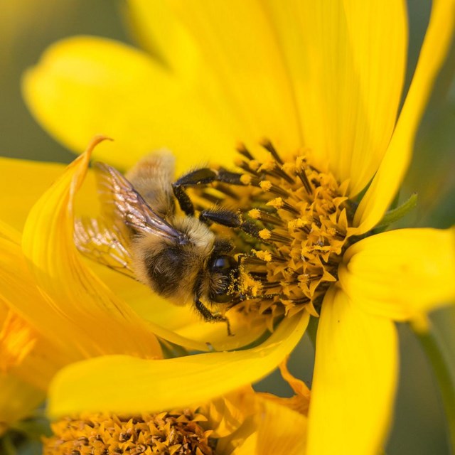 A bee gathers pollen from a wildflower