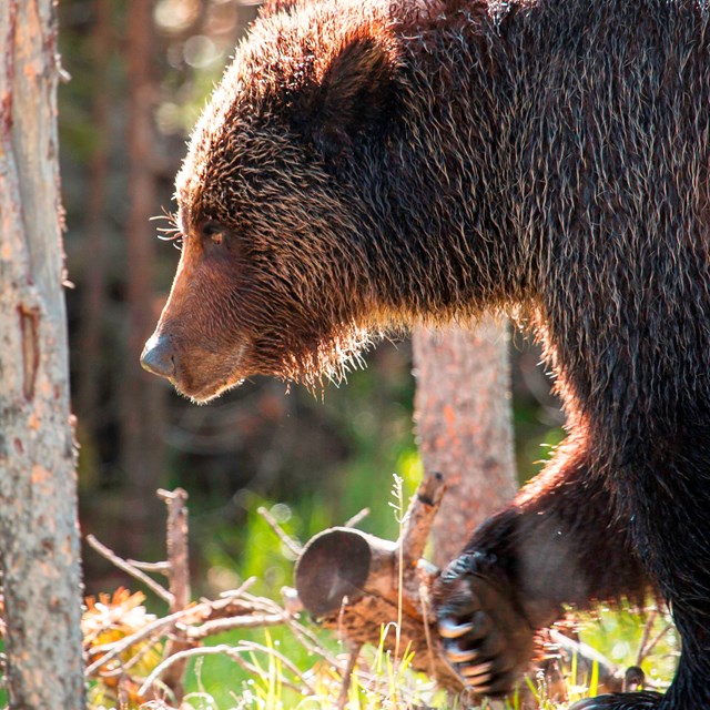 Grizzly bear