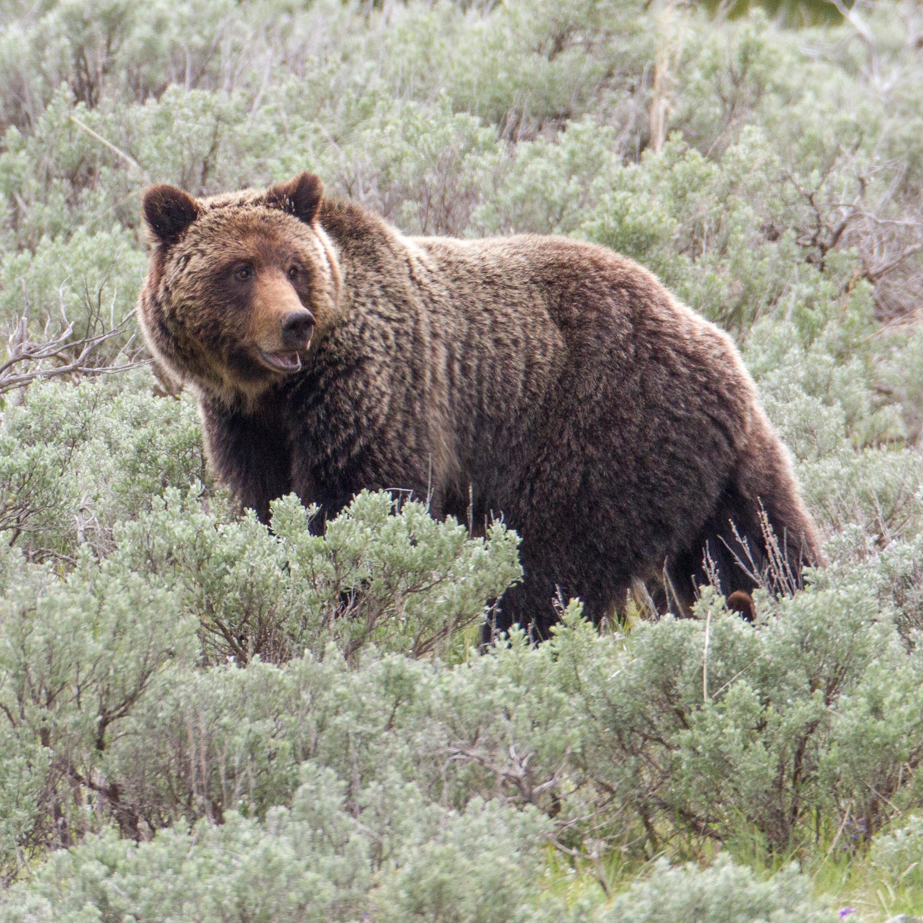 a grizzly bear walking through sagebrush