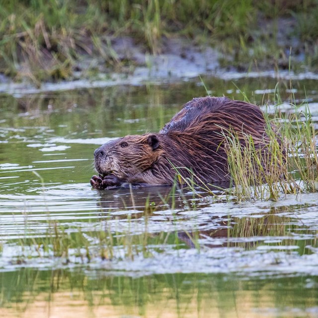 A beaver sitting in water 