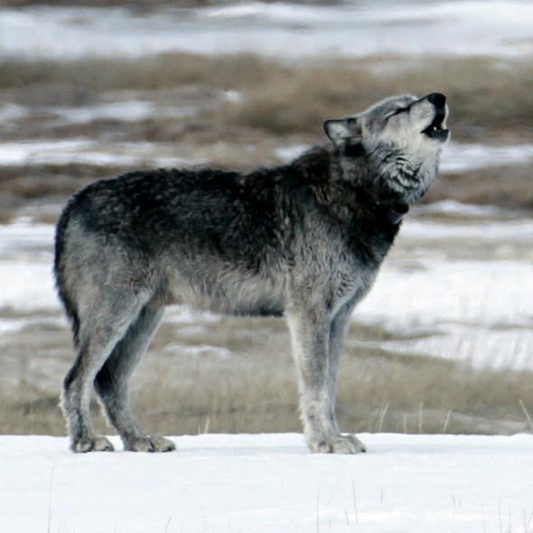 A wolf standing on a snowy bank near brown grass howls