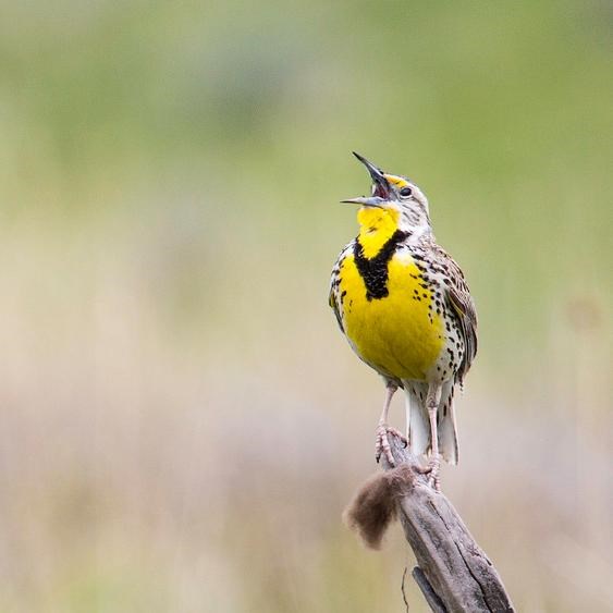 A yellow-breasted bird with black markings calls out as it stands on a stick