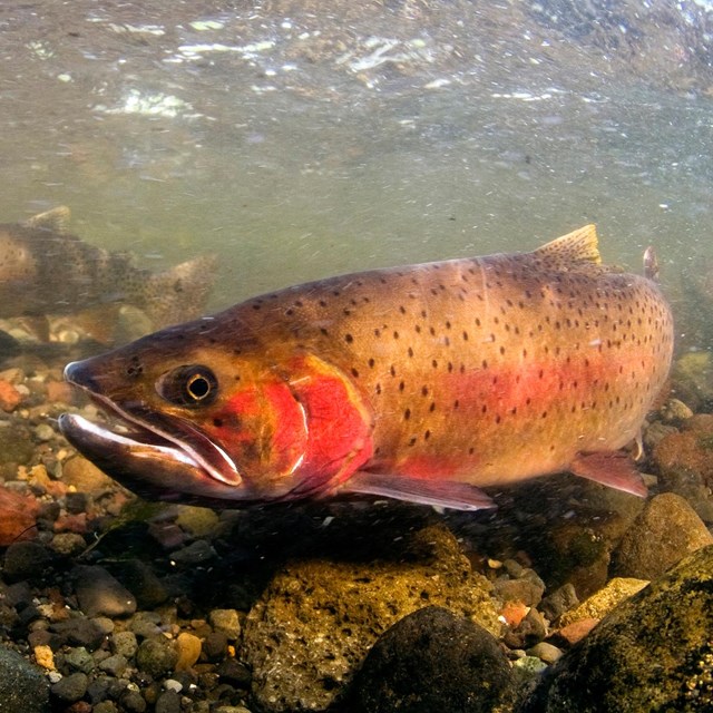 An underwater view of a spotted fish with a red slash on its neck and side swims above pebbles