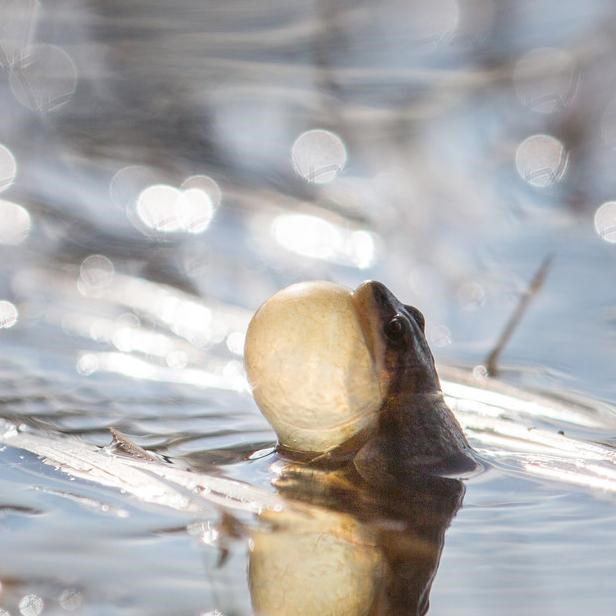 A frog with stretched chin in water
